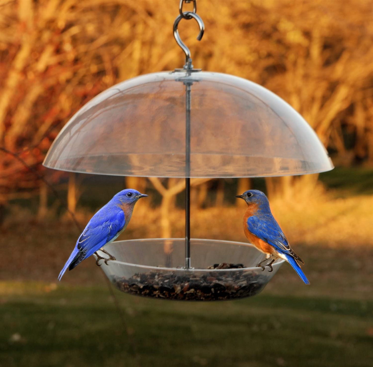 Woodlink NABBFDR Audubon Dome Top Seed and Bluebird Feeder